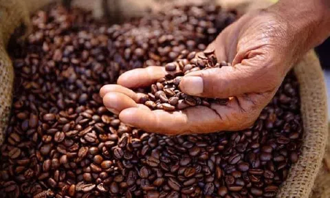Giá cà phê Việt Nam sắp phá đỉnh lịch sử