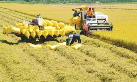 Giá lương thực thế giới tăng mạnh