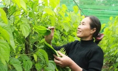 Nghệ An: Người dân xã Nghi Ân thu nhập cao từ cây trầu không