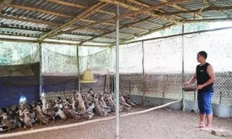 Thanh Hóa: Khởi nghiệp thành công từ giống vịt quý 'Vịt Cổ Lũng'