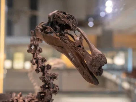 Động vật kể chuyện bằng công nghệ AI