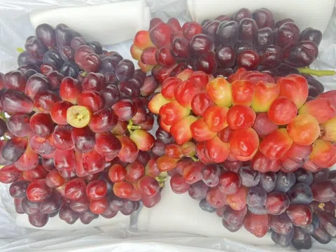 Sau nho sữa, nho ‘trái tim mùa thu' đổ bộ chợ Việt bán với giá rẻ