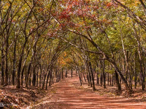 Việt Nam thành ông trùm đứng thứ 3 thế giới sở hữu loại cây tỷ đô