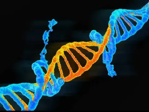 Australia sử dụng CRISPR để vô hiệu hoá các đột biến gene gây ung thư