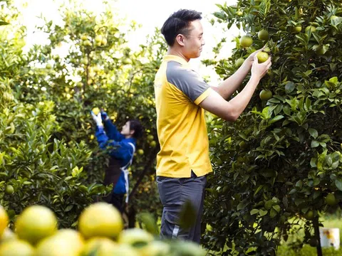 Xuất khẩu nông, lâm, thủy sản Việt Nam bứt phá năm 2024 thu về hơn 62 tỷ USD