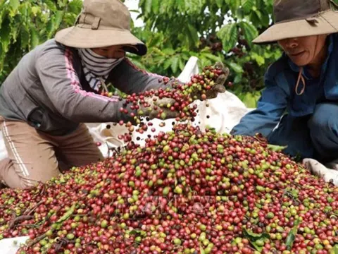 'Vàng nâu' Việt Nam mang về gần 800 triệu USD xuất khẩu trong tháng đầu năm