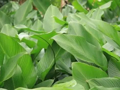 Cho phép sử dụng địa danh 'Tràng Cát' để đăng ký nhãn hiệu tập thể 'Lá dong Tràng Cát'