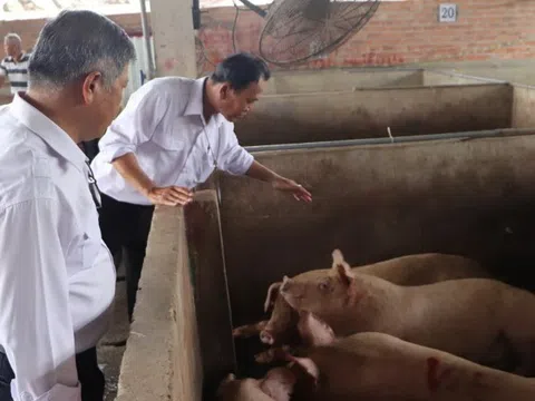 Phát hiện sai phạm trong kiểm dịch lợn bệnh của Công ty C.P. Việt Nam tại Hậu Giang