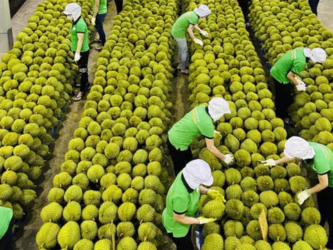 Ngành nông sản tiếp tục xác lập các con số kỷ lục về xuất khẩu