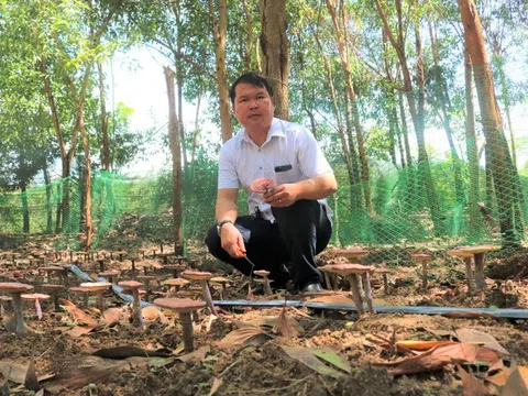 Làm giàu nhờ mô hình trồng nấm linh chi đỏ dưới tán rừng keo