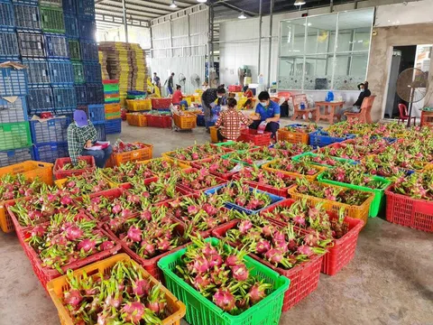 Xây dựng thương hiệu cho “vương quốc” trái cây