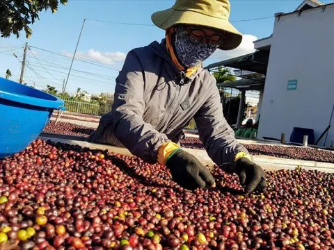 Cà phê xuất khẩu Việt Nam hưởng lợi nhờ nhu cầu của các nền kinh tế lớn trên thế giới tăng